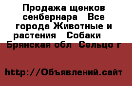 Продажа щенков сенбернара - Все города Животные и растения » Собаки   . Брянская обл.,Сельцо г.